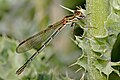 Image 21 Metallic Ringtail Photo credit: Fir0002 A female Metallic Ringtail (Austrolestes cingulatus), an Australian damselfly, eating its prey. Each abdominal segment is marked by a pale "ring"; this combined with its glossy metallic coloration give the insect its common name. More selected pictures