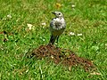 Motacilla alba, Lavandeira.