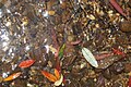 A mountain stream with orange/red senescent leaves of E. holopetalus, southern sassafras and Blue Mountains ash.