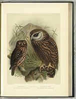 Illustrations of the morepork (left) and the extinct laughing owl (right) by John Gerrard Keulemans in Buller's A History of the Birds of New Zealand. 2nd edition. Published 1888.