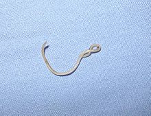 Adult worms of the dog roundworm ("Toxocara canis") live in the small intestine of dogs and other canids