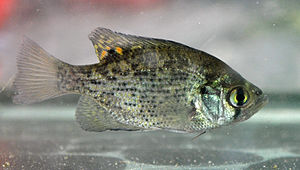 Centrarchus macropterus