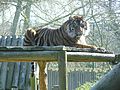 Sumatran tiger 2010