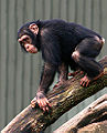 Chimp grasping branch