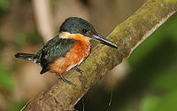 American Pygmy Kingfisher (male)