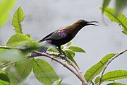 sunbird with iridescent coppery body and black wings and tail
