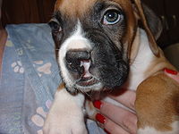 Cleft lip in a Boxer