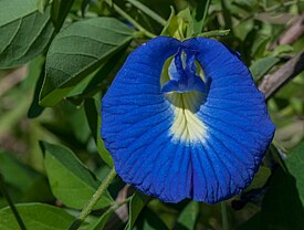 Clitoria ternatea