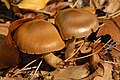 Cortinarius cagei