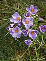 Crocus minimus