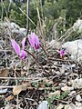 Greek Cyclamen in Kythera