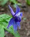 Delphinium bakeri