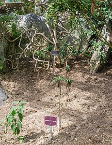 Sonchus pruinatus in cultivation