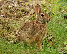 Sylvilagus floridanus