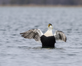 A Drake Common Eider in the Nonesuch River, Scarborough, Maine.