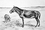 Restoration of Equus scotti, a North American Pleistocene horse