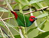 Fiji Parrotfinch