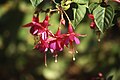 Fleurs de fuchsia dans un jardin.