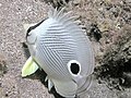 Image 28The foureye butterflyfish has a false eyespot on its sides, which can confuse prey and predators (from Coastal fish)