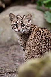 Chat de Geoffroy (Leopardus geoffroyi). Ici une femelle.