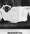 Georgette, femmina Siamese di colore seal point dei primi del 1900