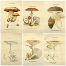 Gillet 1874 Les Hyménomycètes ou, Description de tous les champignons (fungi) qui croissent en France, avec l'indication de leurs propriétés utiles ou vénéneuses