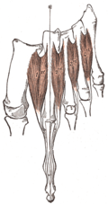 Dorsal interossei