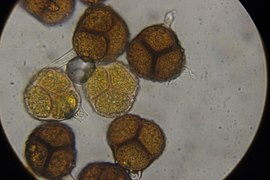 Téliospores