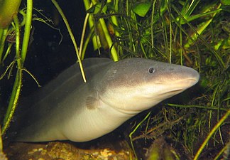 Gymnarchus niloticus (Gymnarque du Nil), bassin du Baro.