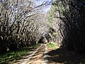 On the path to the Hogsback ecoshrine