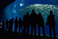 Visitors look on as a school of fish swim by.