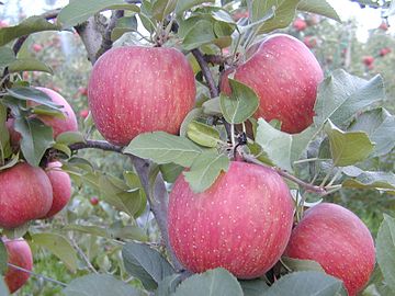 Malus pumila]]