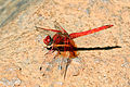 Male, Tswalu Kalahari Reserve, South Africa