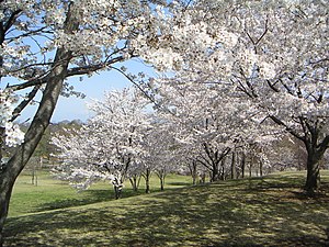 ピクニック広場の桜