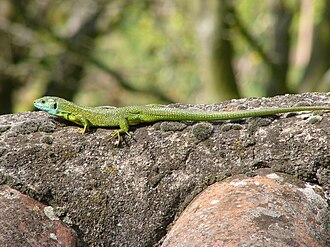 Lézard vert mâle