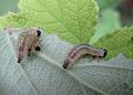 Cibdela janthina larvae on Rubus alceifolius leaf