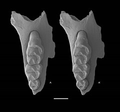 Description de l'image Leggadina-gregoriensis-sp.jpg.