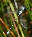 Leste fiancé (Lestes sponsa)