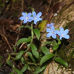 花をつけたホタルカズラ、伊吹山（滋賀県米原市）にて、2018年5月8日撮影