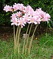 Lycoris squamigera, floraison avant le feuillage.