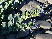 Mertensia maritima