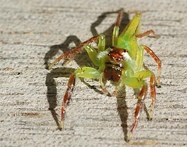 Mopsus mormon