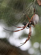 Side view, Sydney female