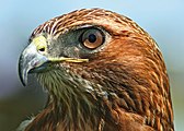 Northern Red-tailed hawk by Scot Campbell