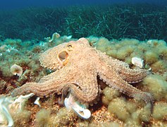 Octopus vulgaris, un Octopodidae
