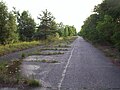 L'autostrada coperta di vegetazione