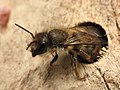 Osmia cornifrons Pensilvania