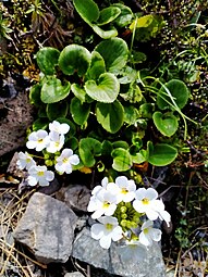 Flowering plants