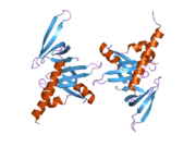 1y96: crystal structure of the Gemin6/Gemin7 heterodimer from the human SMN complex