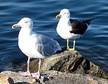 Herring gull (Larus argentatus) (front) and lesser black-backed gull (Larus fuscus) (behind) in Norway: two phenotypes with clear differences
